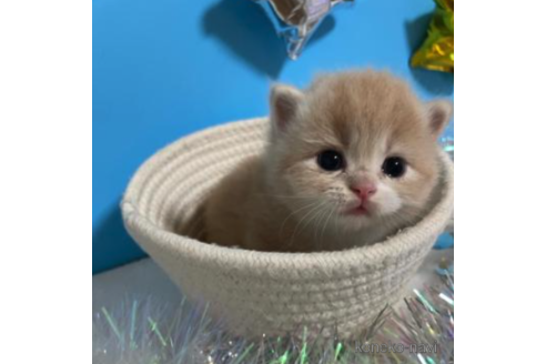 成約済の大阪府のスコティッシュフォールド-68343の4枚目